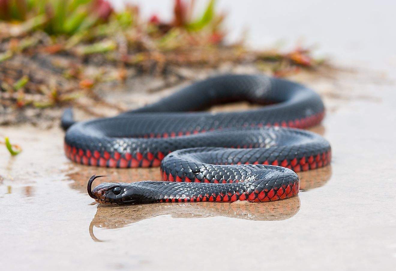 Red Bellied Black Snake flicking tongue