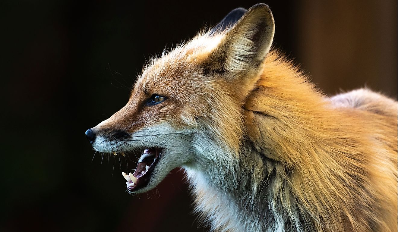 Side profile of a wild red fox seen in an outdoor environment.