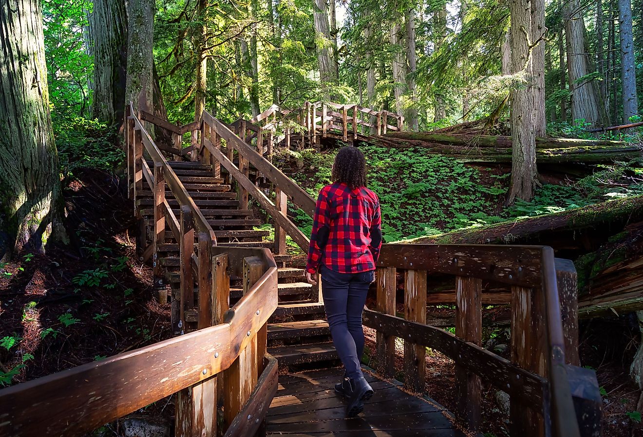 Giant Cedars Boardwalk Trail in Mt Revelstoke National Park, British Columbia, Canada. Image credit EB Adventure Photography via Shutterstock.