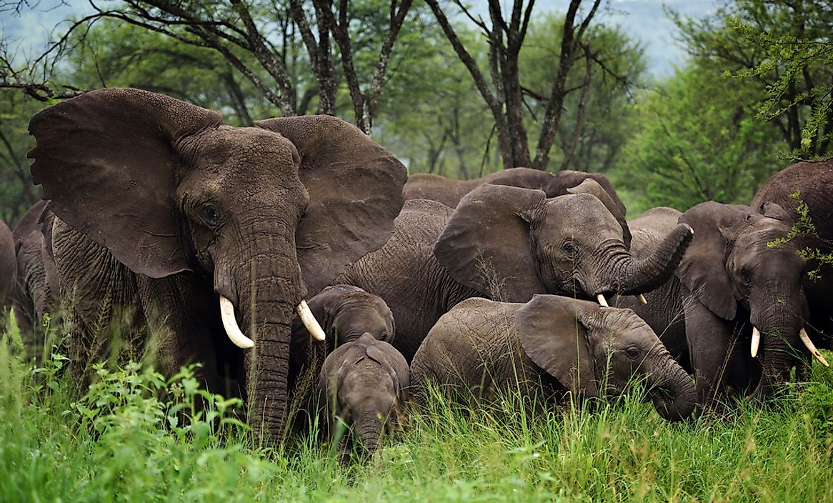 What Animals Live In Groups WorldAtlas