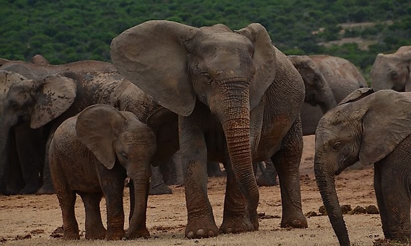 How Many Types Of Elephants Are There Worldatlas