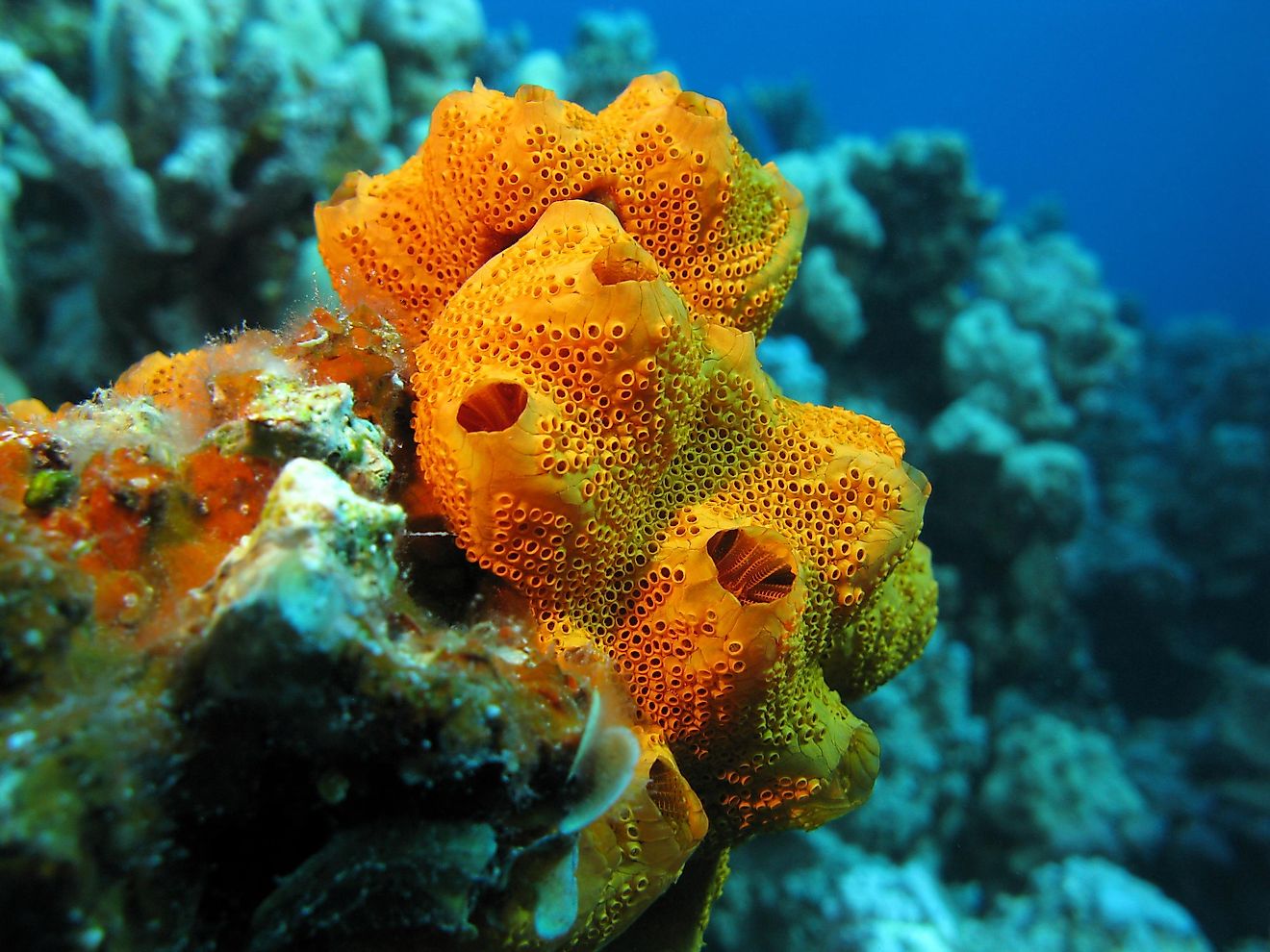 Sponge Grotto  Marine Biology