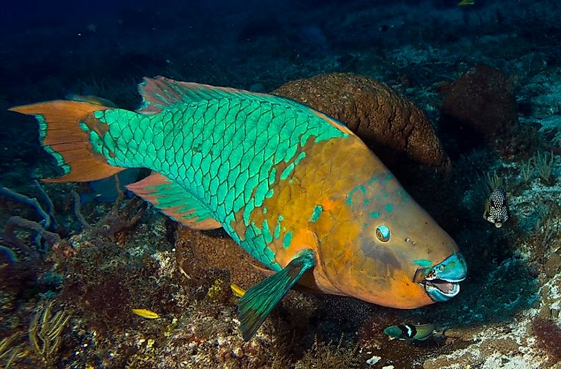 A Rainbow Parrotfish swimming through a Caribbean Sea reef.