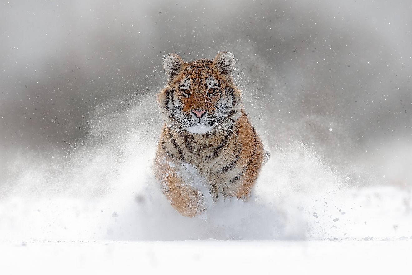 About the Siberian tiger  Russian Geographical Society