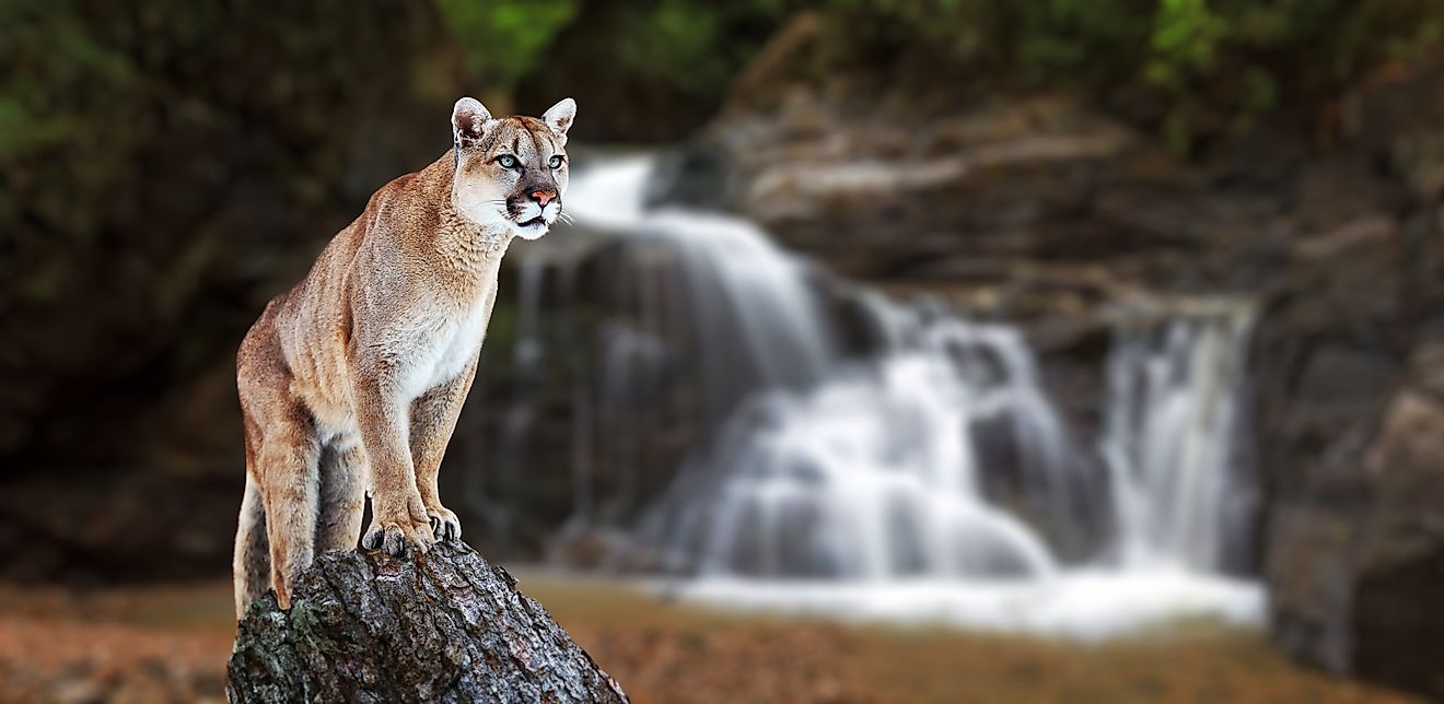 Puma at the falls, also known as a mountain lion or cougar.