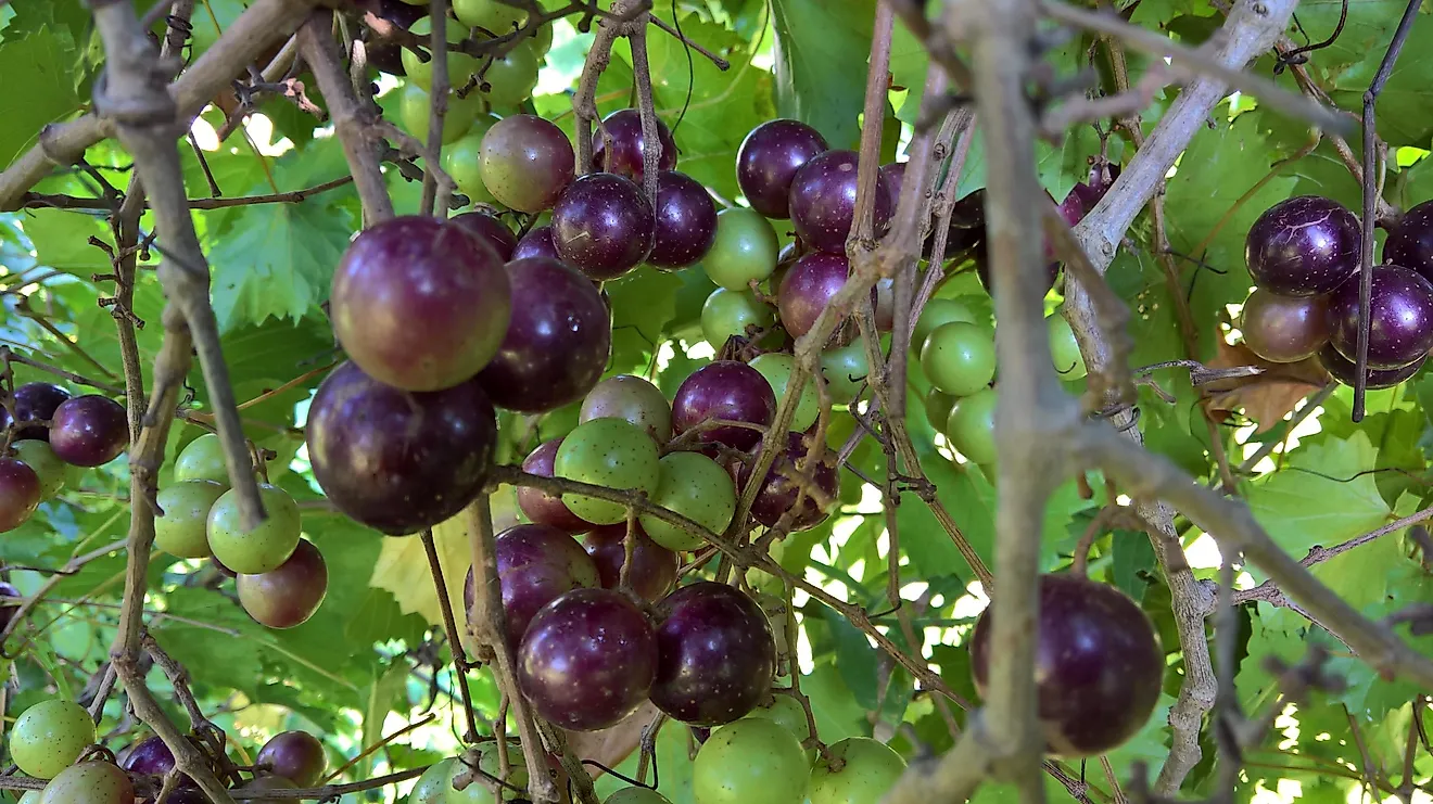 Native american deals fruit