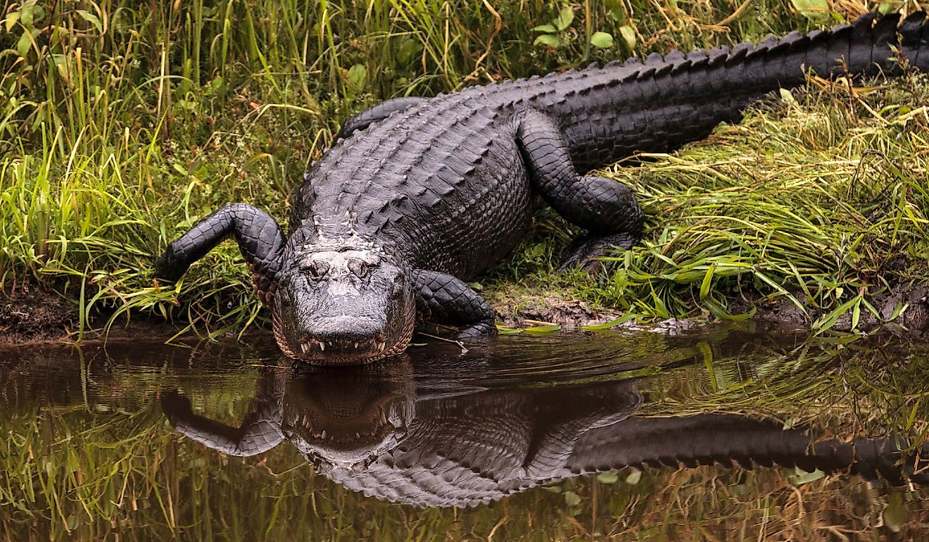 Large menacing American alligator.
