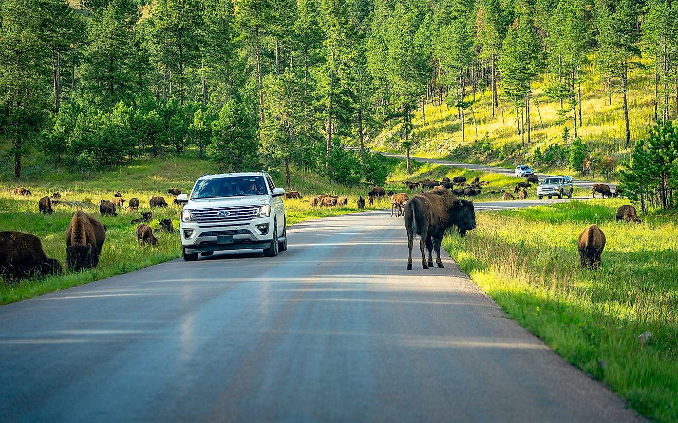 Cars driving though a herd of bison in Custer State Park, South Dakota. Editorial credit: Alex Cimbal / Shutterstock.com