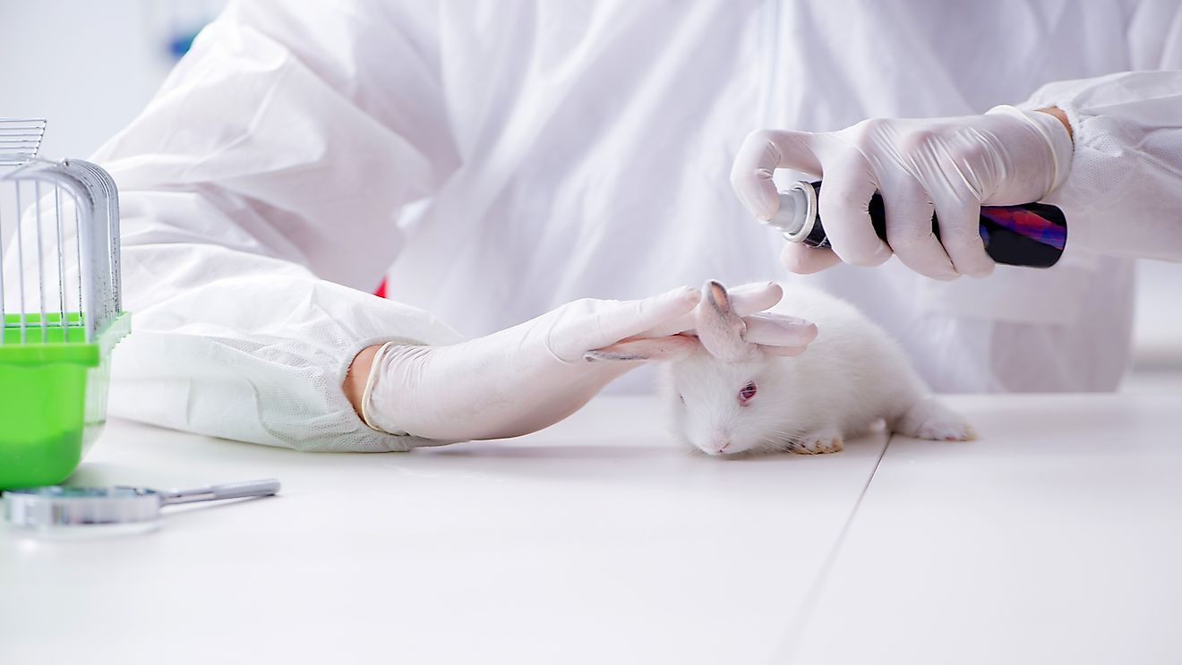 medical research with animal testing