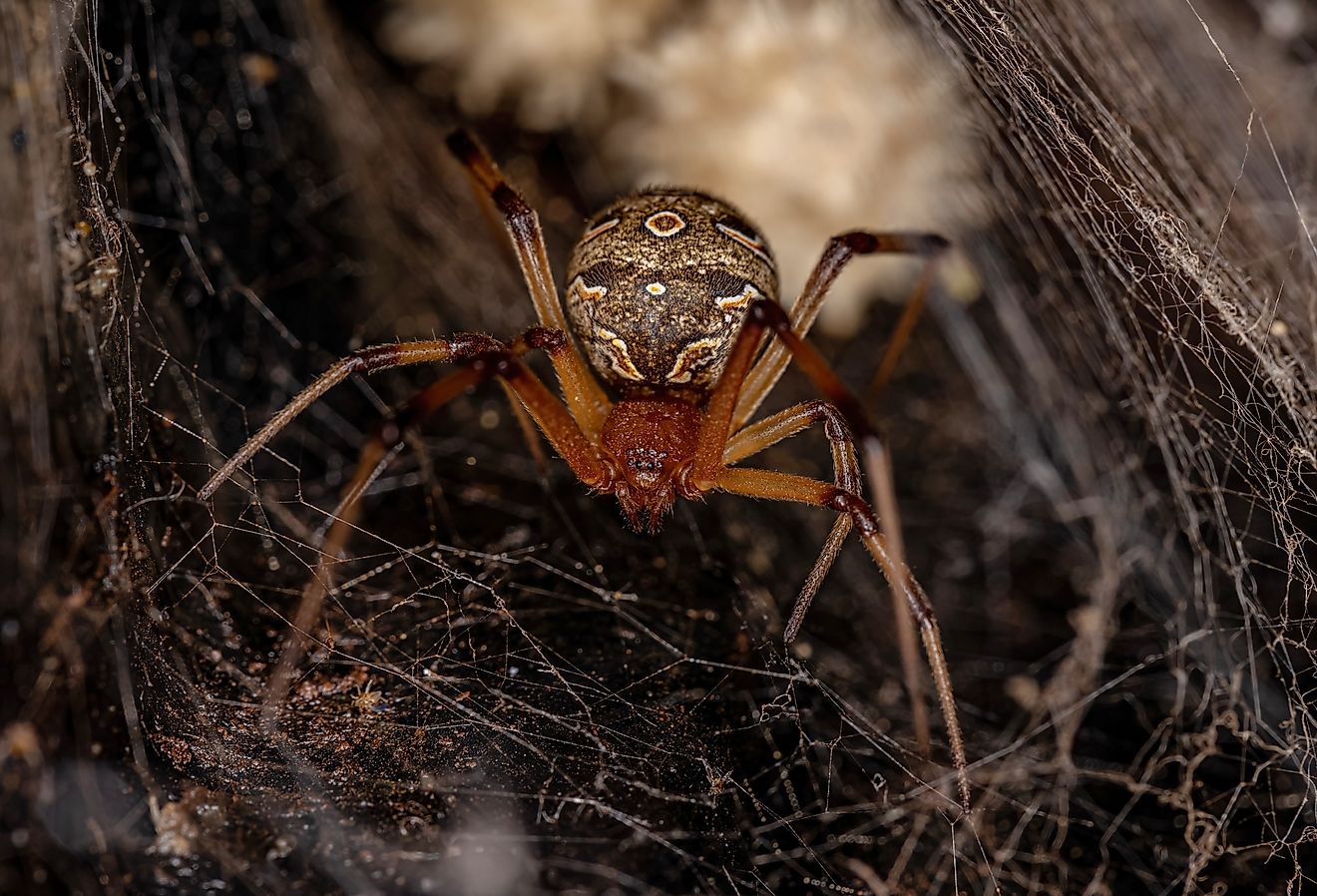 Female adult brown widow spider of the species Latrodectus geometricus.