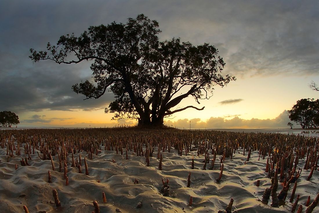 what-is-a-mangrove-habitat-worldatlas