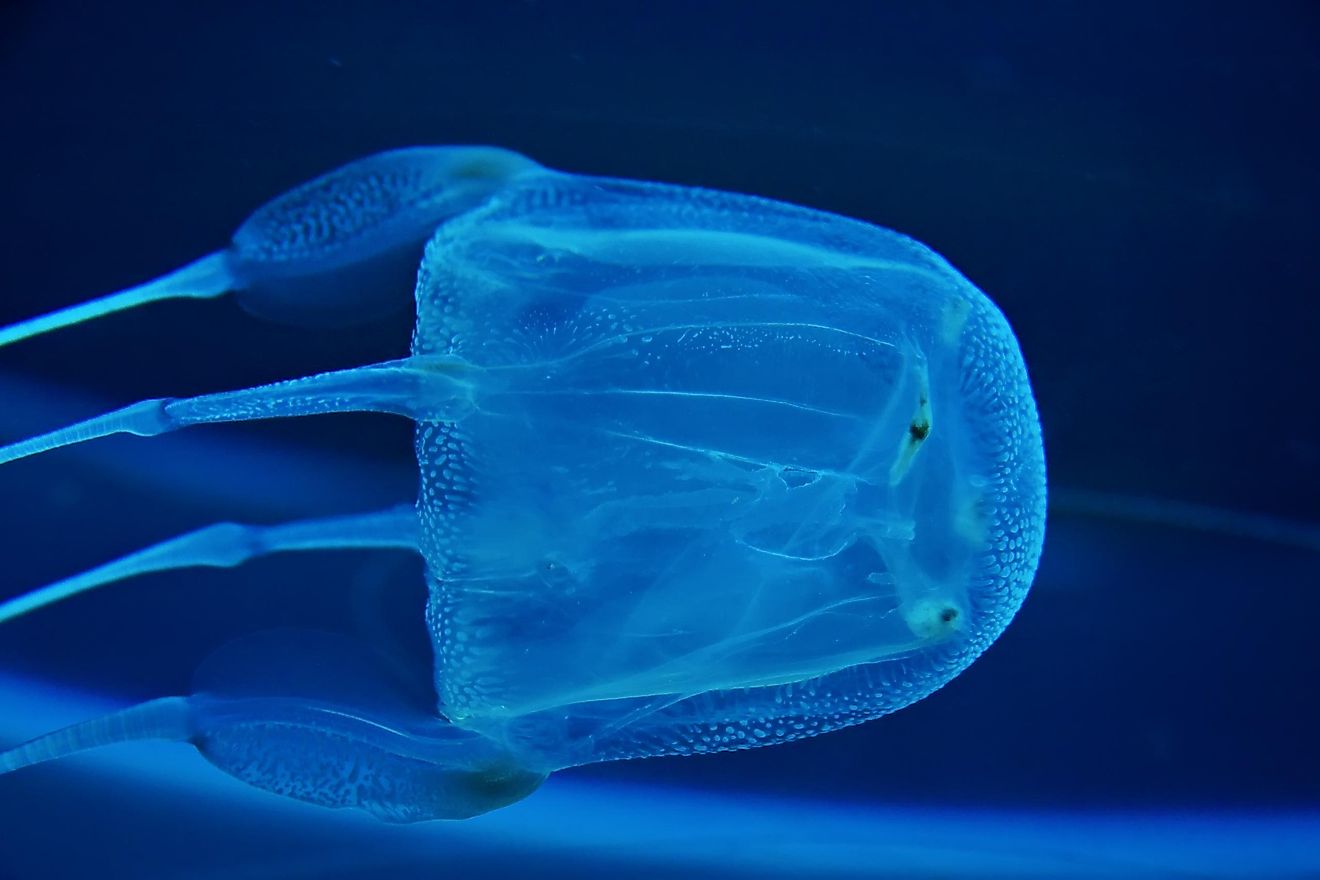 presentation of box jellyfish