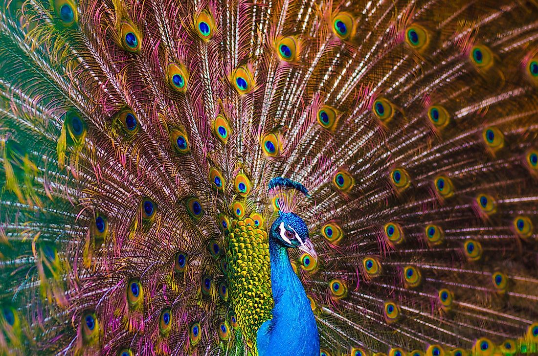 The Three Types Of Peafowl WorldAtlas