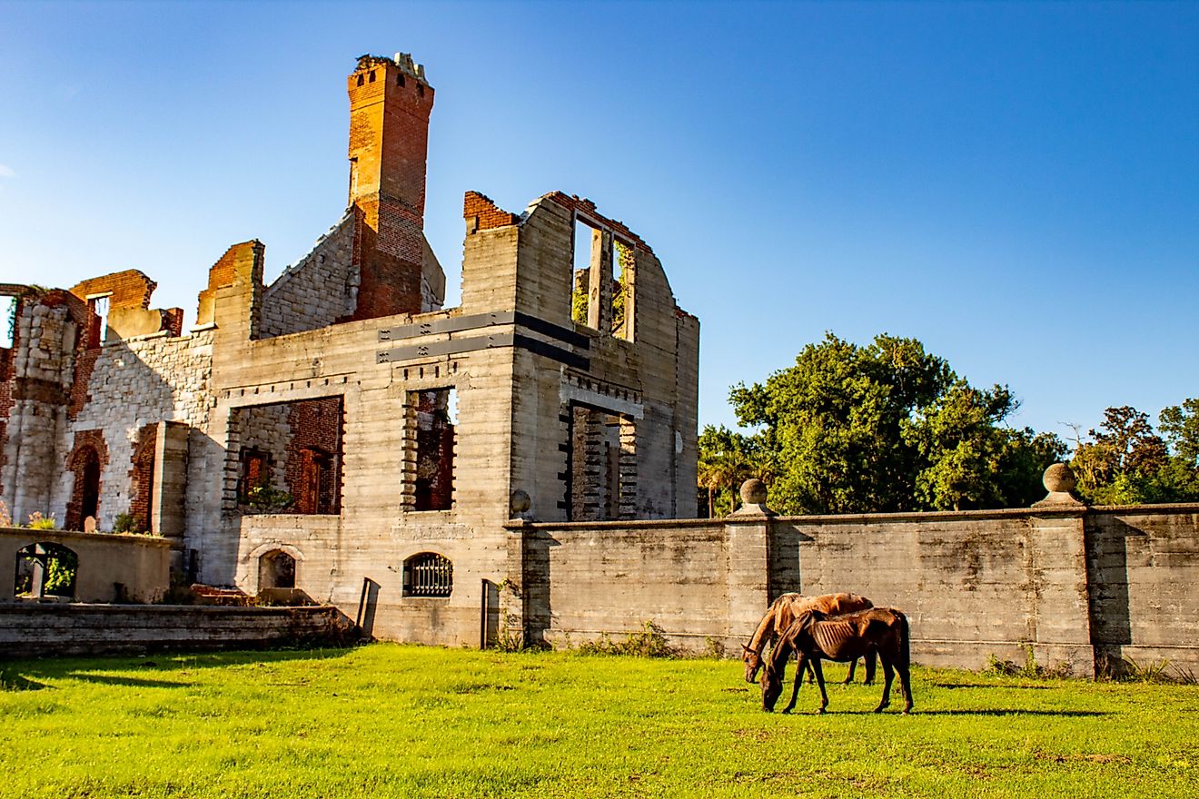 Feral horses at the Cumberland Island National Seashore near St. Marys, Georgia.