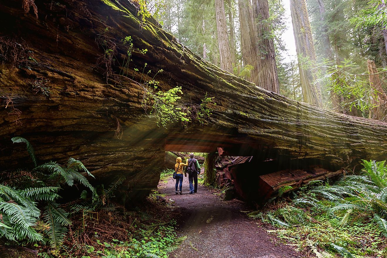 Tourists hiking in Redwood National Park, California