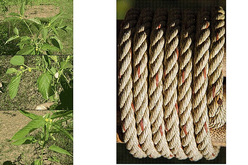 What Is Jute Used For, And Where Is It Grown? - WorldAtlas