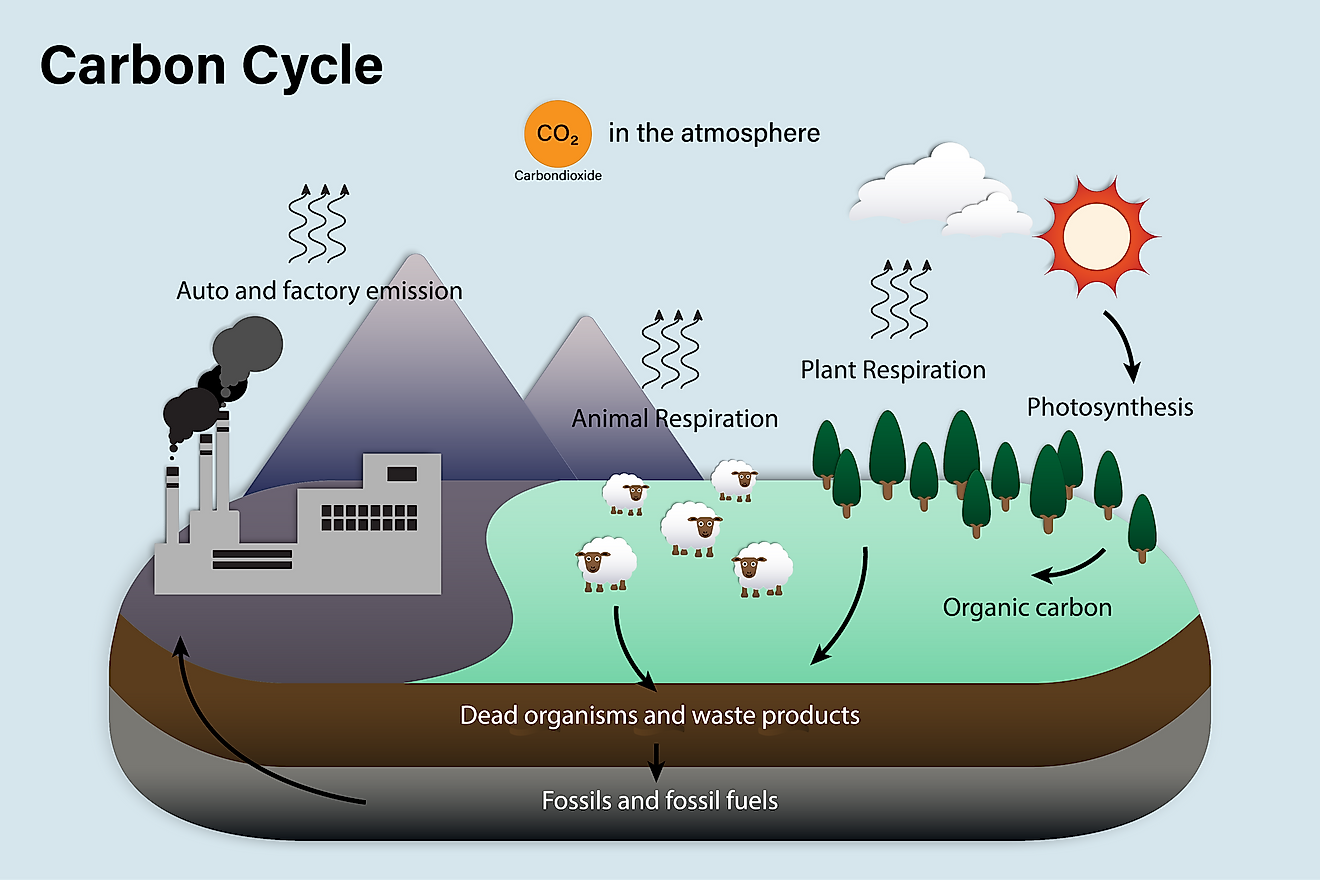 Explain carbon cycle with a suitable diagram  Sarthaks eConnect  Largest  Online Education Community