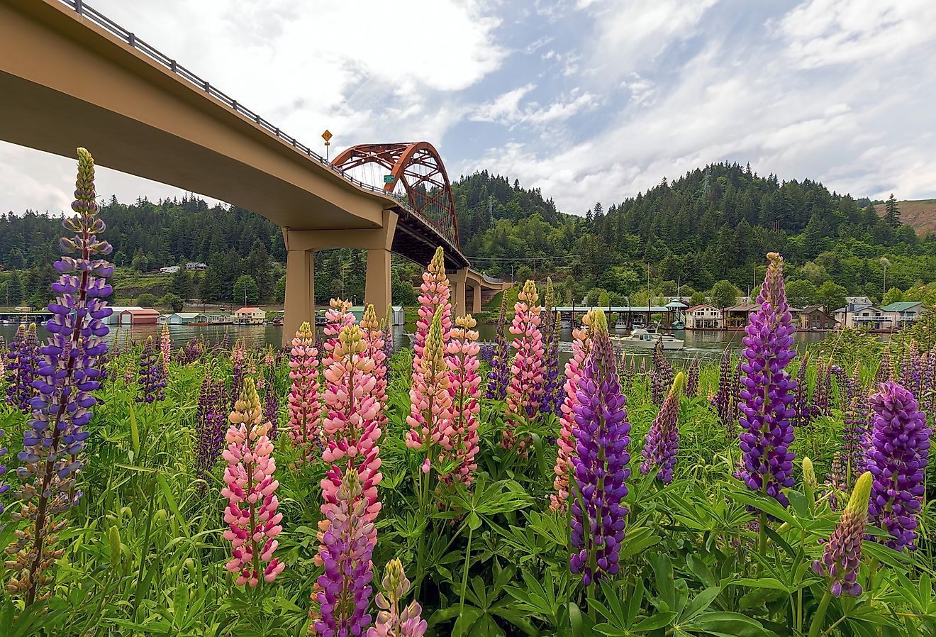 Colorful Lupine flowers blooming along Columbia River under Sauvie Island Bridge in Summer.