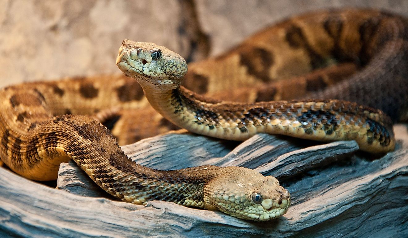 Timber Rattlesnakes.