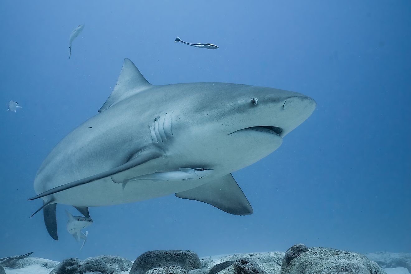 Bull shark swimming on the ocean floor