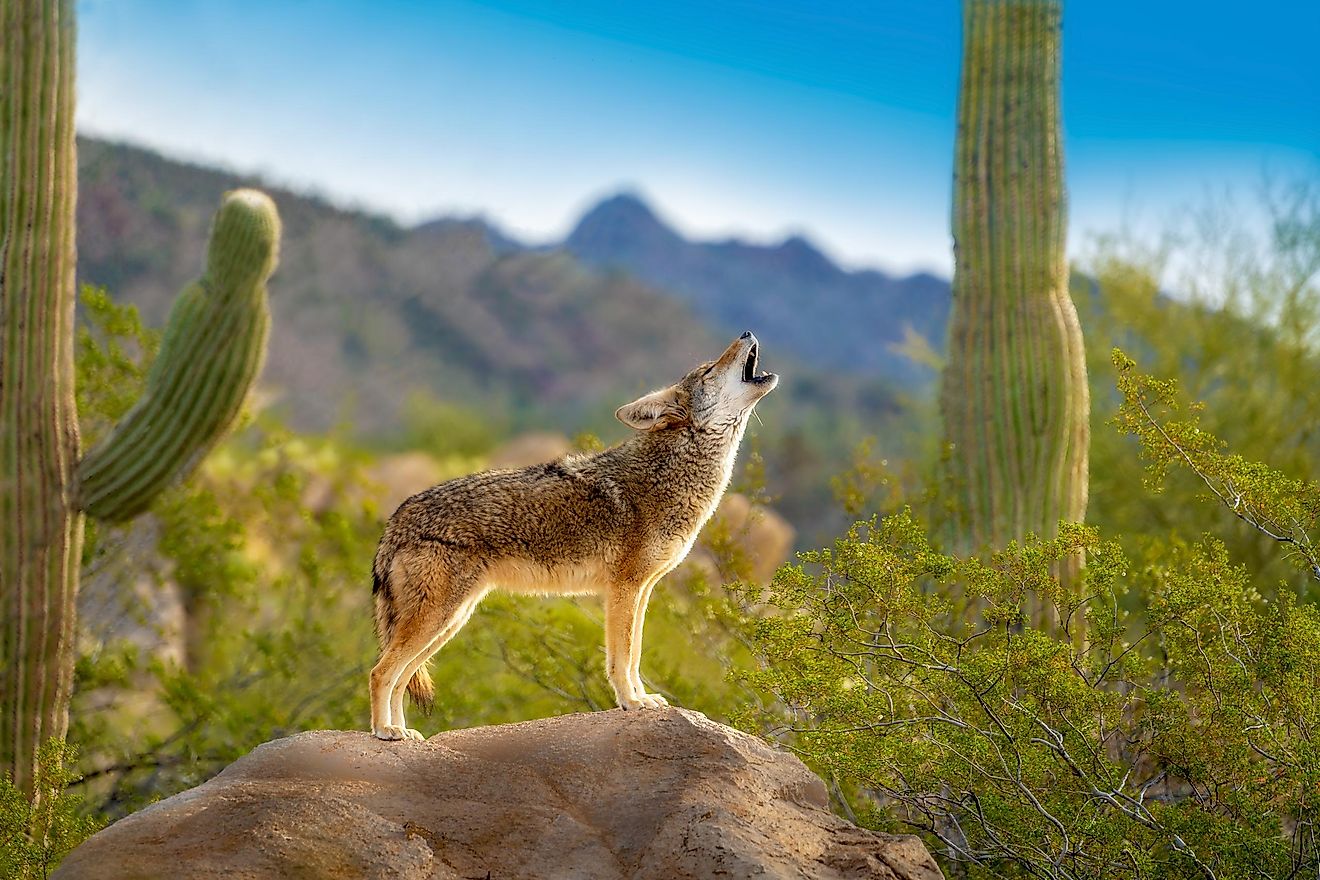coyote-facts-worldatlas