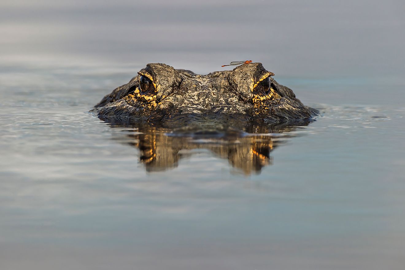 An American alligator with a dragonfly perched on its head, captured from eye level with the water at Myakka River State Park, Florida.