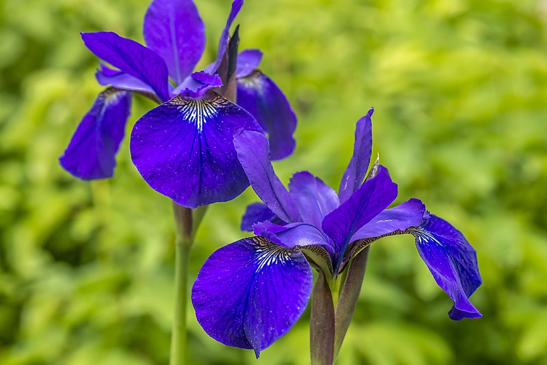 Flowers Of The Canadian Provinces And Territories WorldAtlas