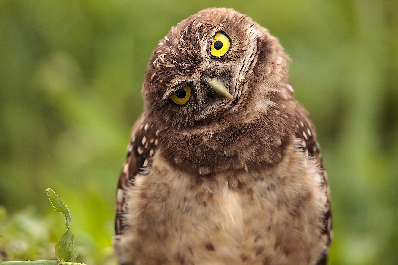 10-fascinating-facts-about-owls-not-many-people-know-2022