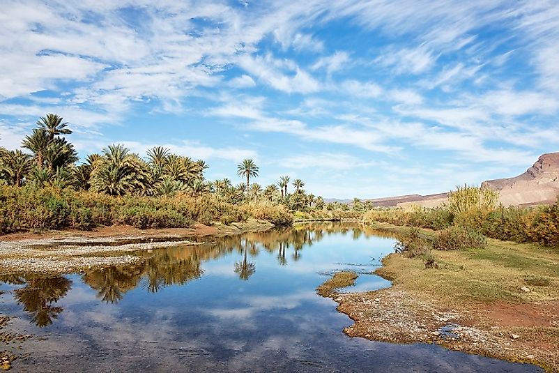 A stand of palm trees in a Moroccan oasis along the Draa River.