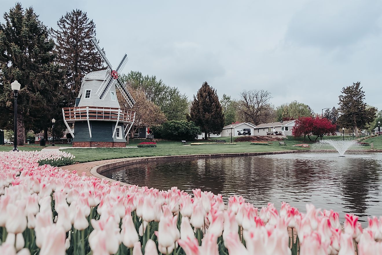 A Dutch windmill amidst tulips in Pella, Iowa.
