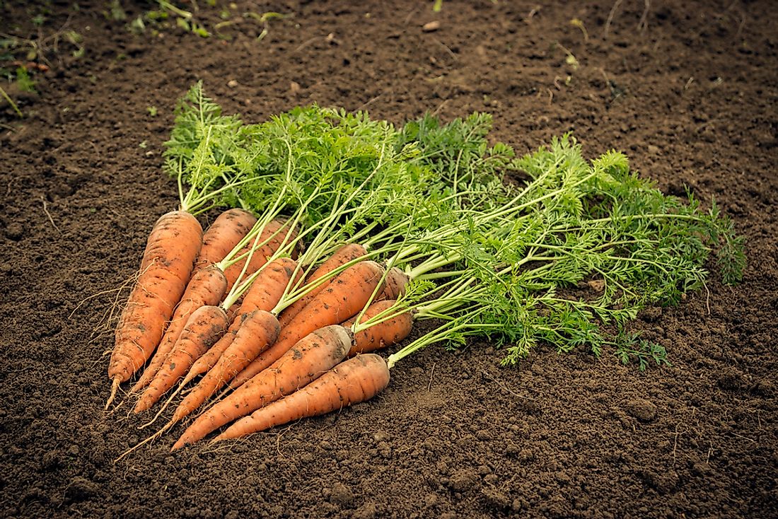 carrot vegetable
