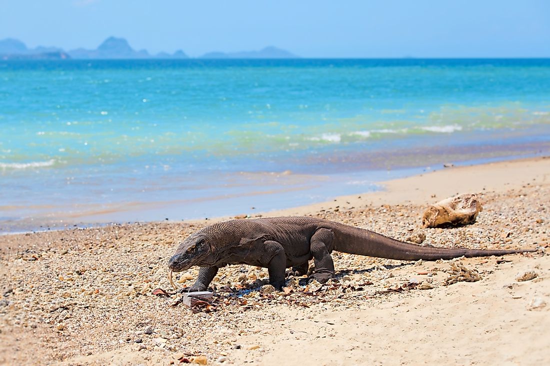 how-many-komodo-dragons-are-left-in-the-world-worldatlas