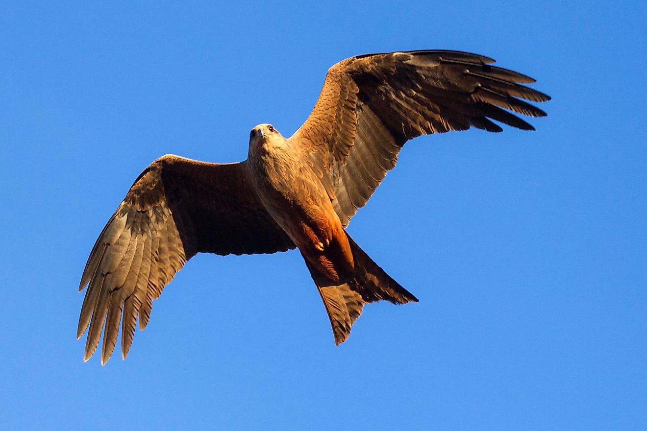 Wedge-tailed Eagle, Western Australia outback