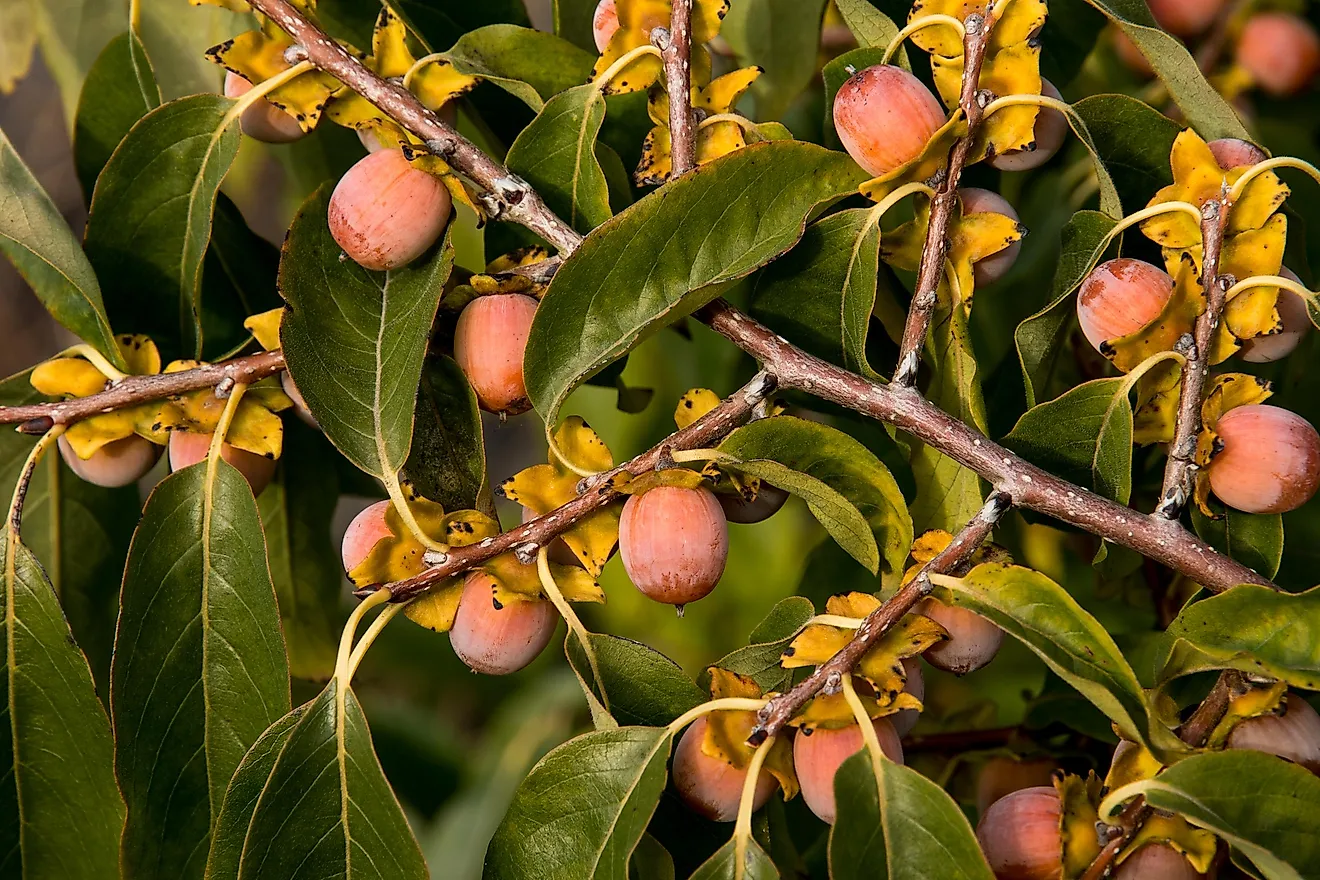 fruits-that-are-native-to-north-america-worldatlas