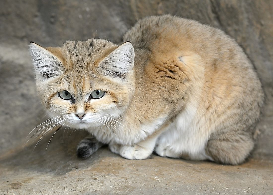 Small Wild Cats ~ Felis Genus ~ Felinae ~ Felis Lineage