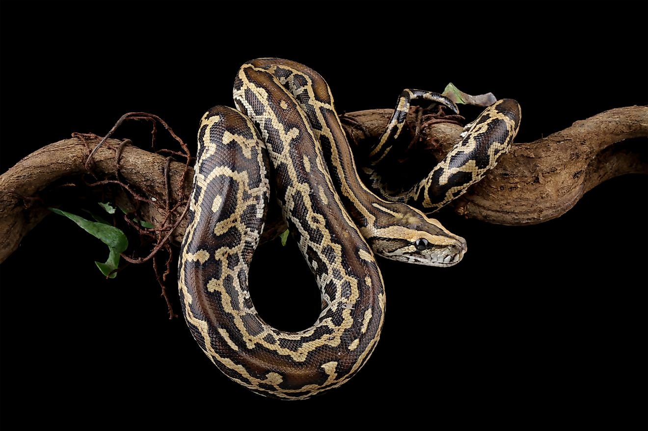 A large Burmese python hanging from a branch.