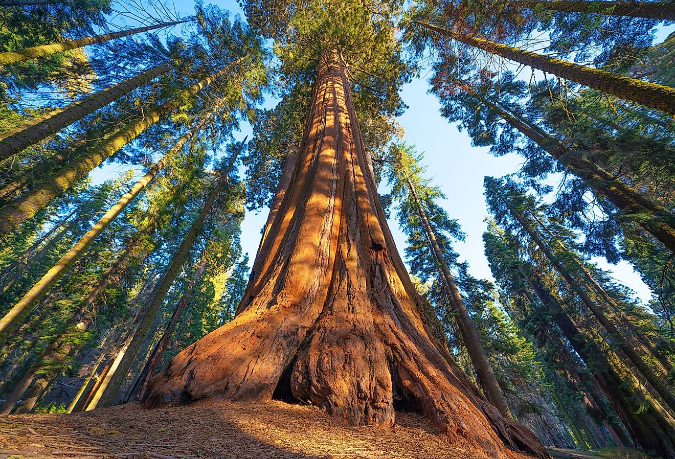 View from below of large tree in Sequoia National Park, California.