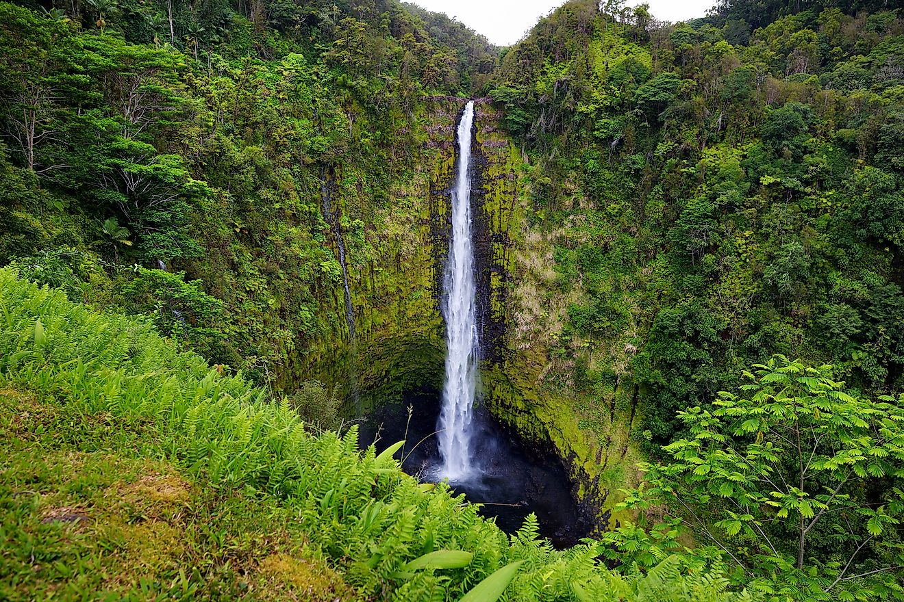 The majestic Akaka Falls on Kolekole Stream. 