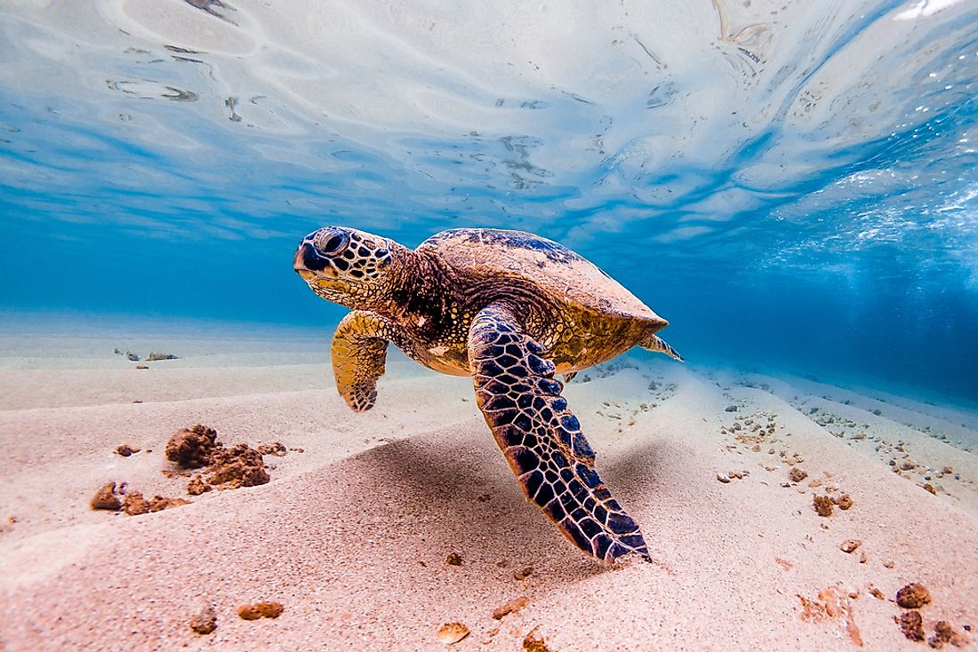 pacific ocean underwater animals