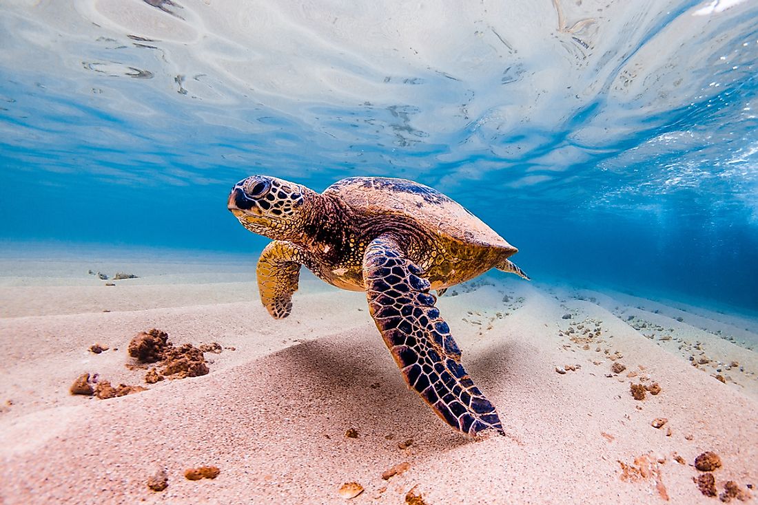 What Animals Live In The Pacific Ocean WorldAtlas