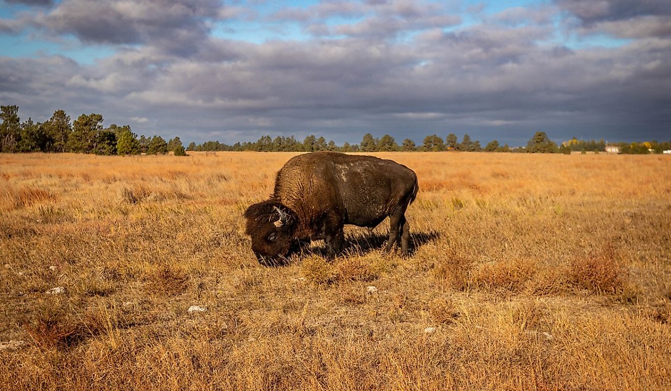 Buffalo grazing near Valentine, Nebraska. 