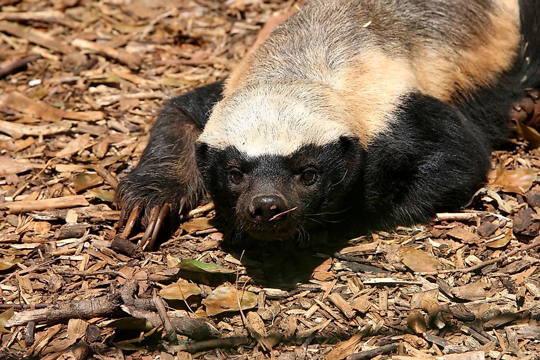 10 True Facts About The Legendary Honey Badger - WorldAtlas