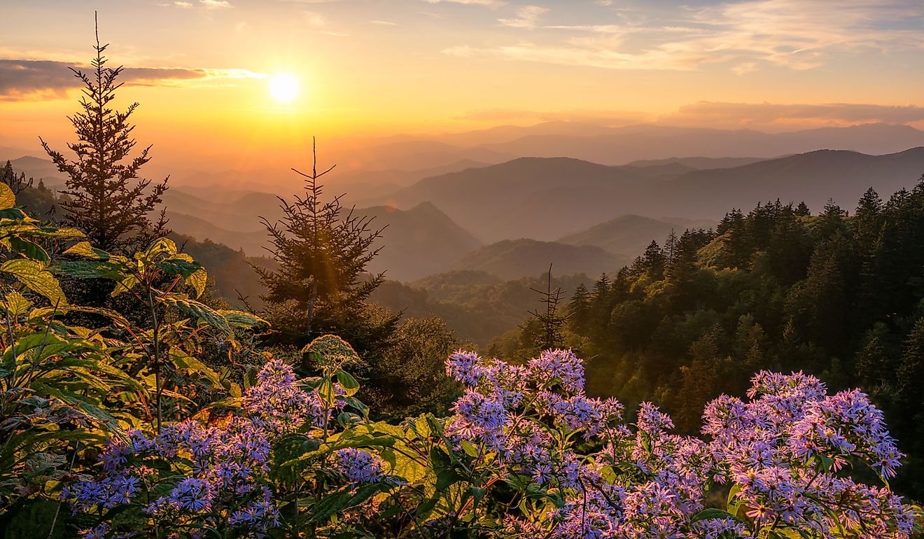 Scenic summer sunset over wild aster flowers in the Great Smoky Mountains.