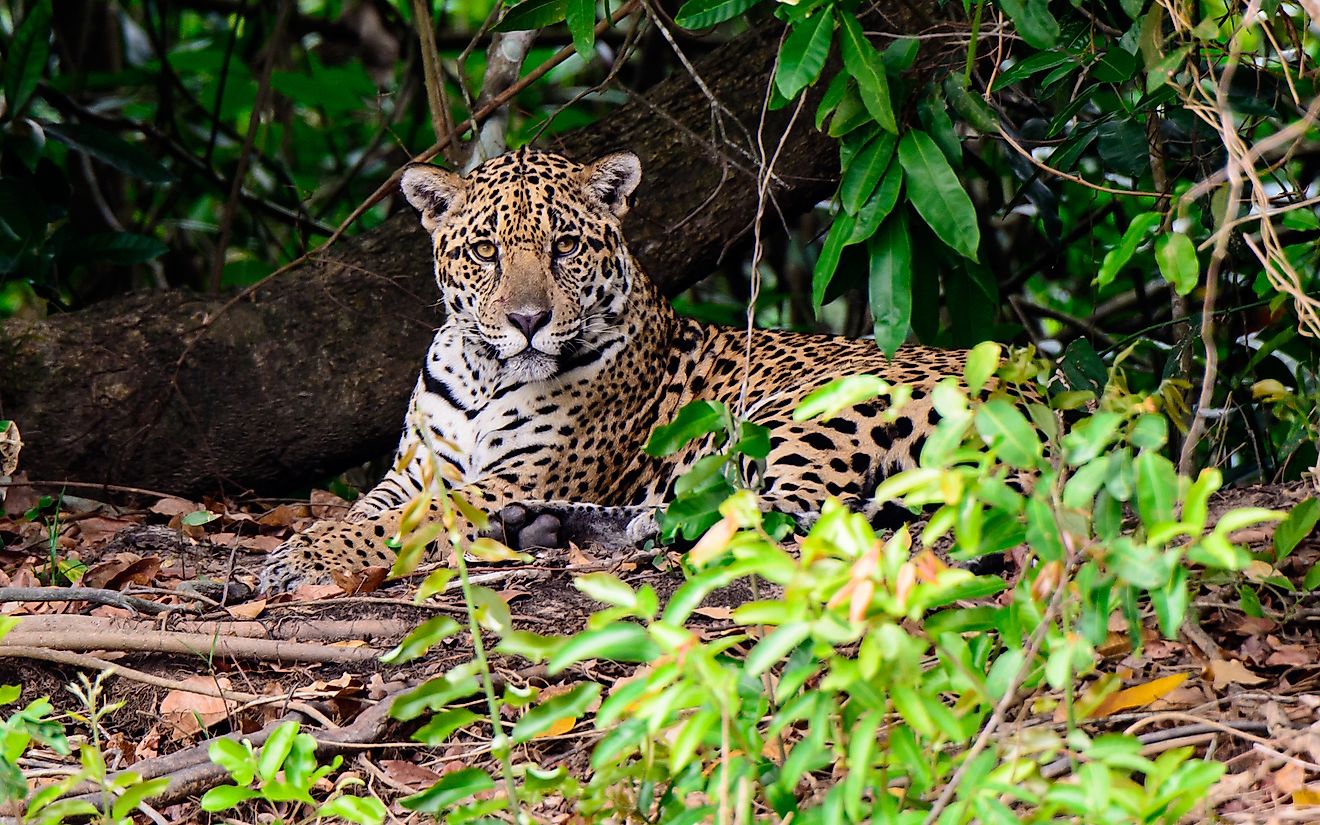 What Animals Live In The Tropical Rainforest WorldAtlas