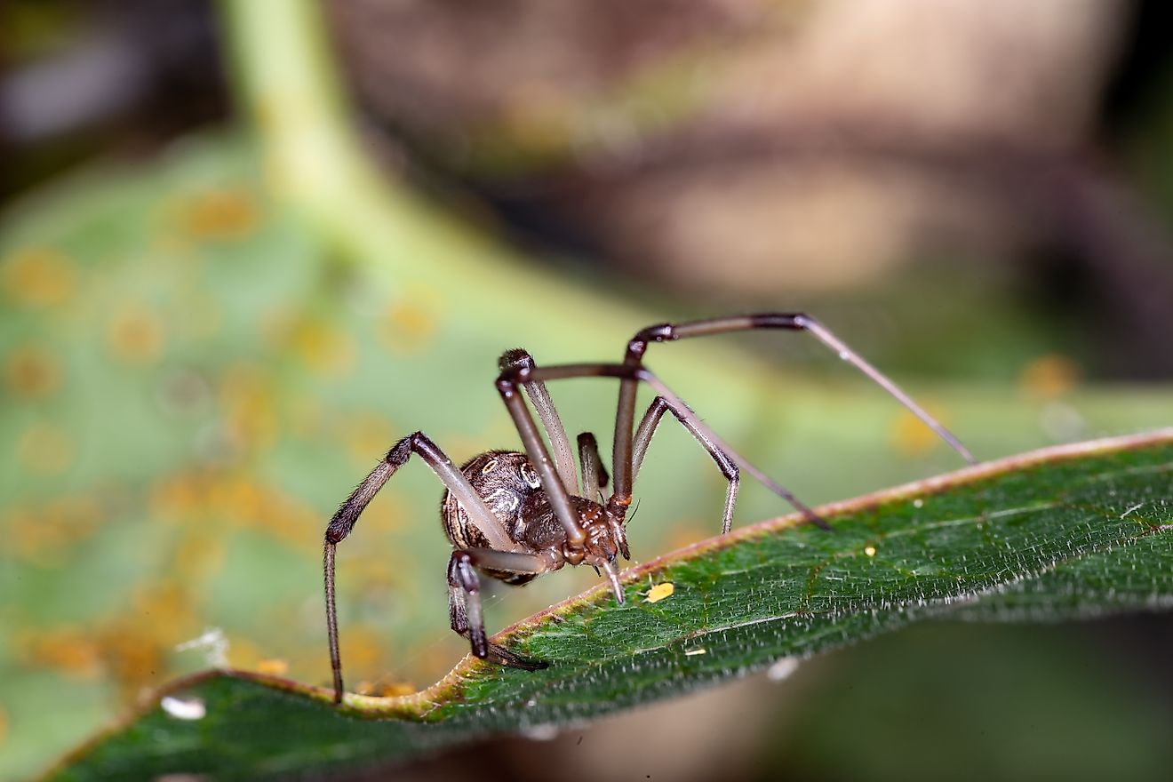 Brown Widow Latrodectus geometricus