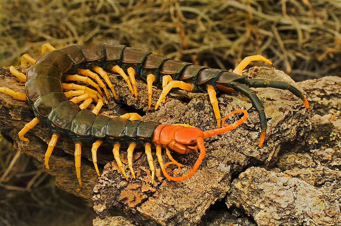 Close-up of a red-headed centipede resting on a log, highlighting its segmented body and numerous legs.