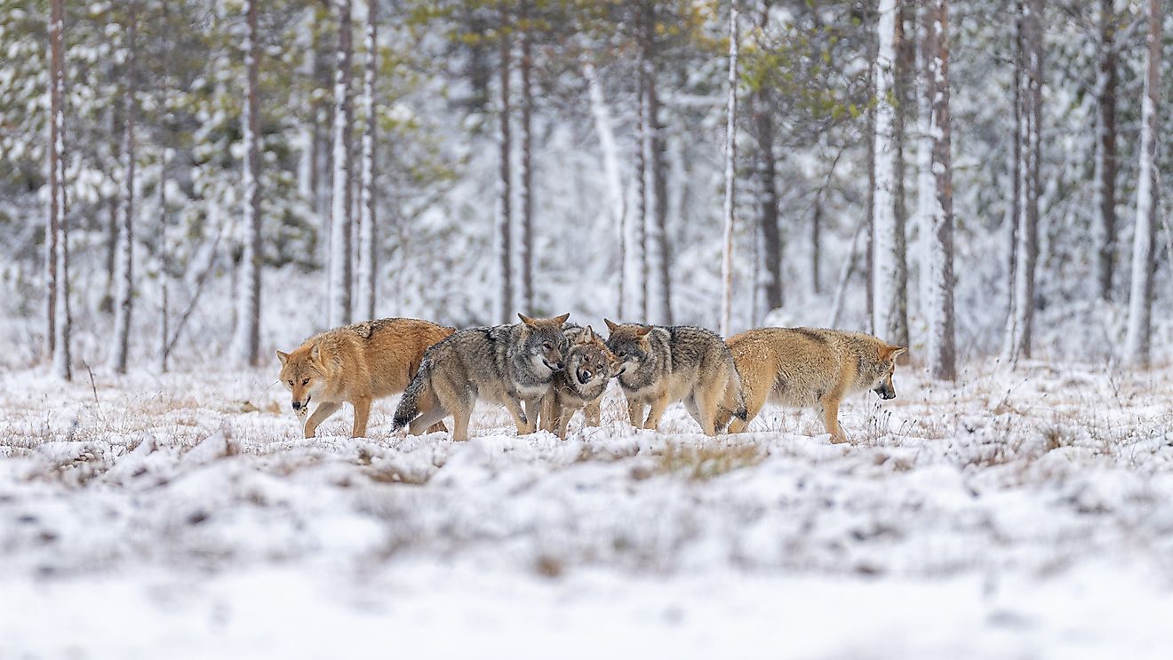 8 Tough Animals That Live In The Taiga Biome - Cool Wood Wildlife Park