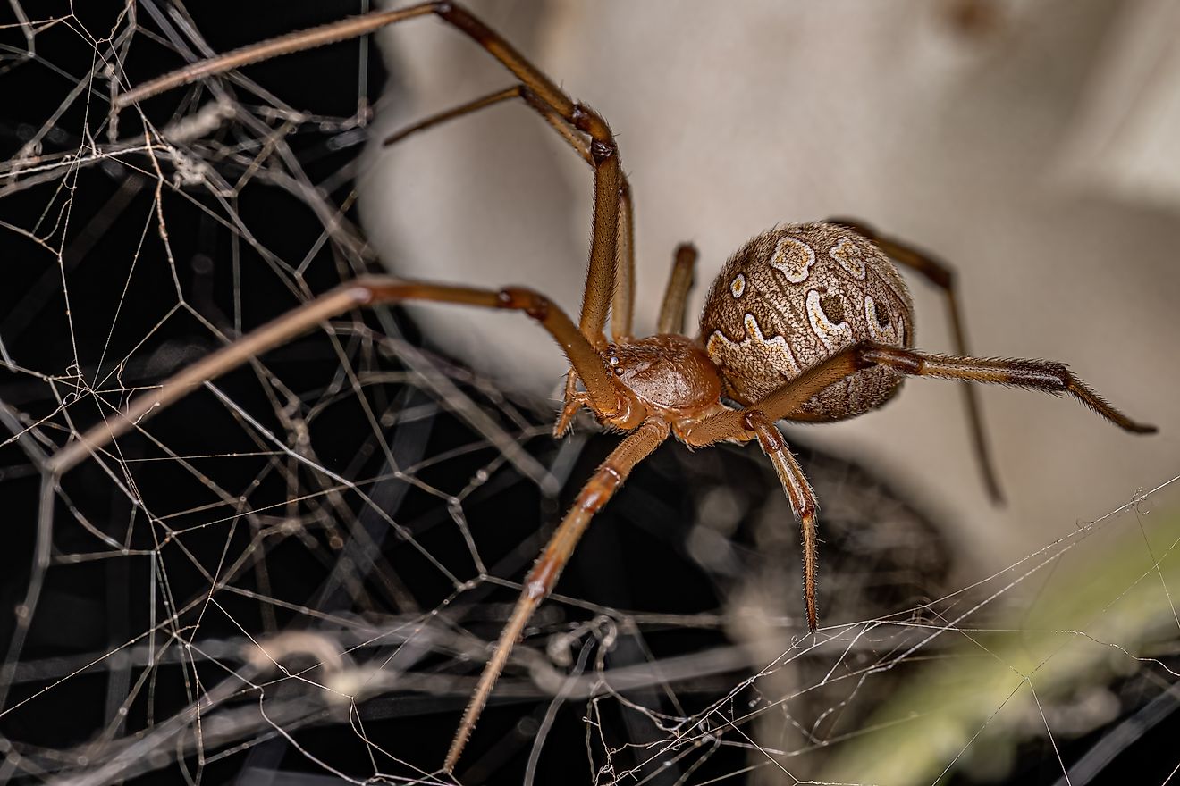 Close-up of a female brown widow spider in its web.