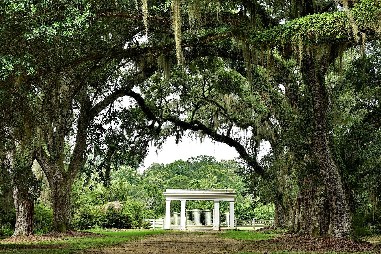 Overhanging canopy of Live Oak branches at the entrance to Rosedown Plantation, a State Historic Site in St. Francisville, Louisiana.