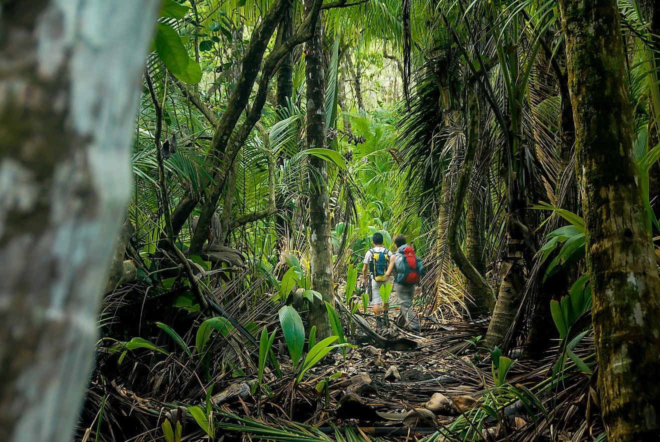 Visitors on a nature trail inside the lush forests of Corcovado National Park, Costa Rica.